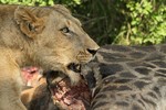 Lioness eating the r