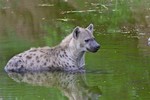 Spotted hyena cools 