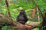 Mountain gorilla sit