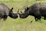Two black rhinos, Kr