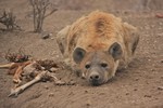 A female hyena stays