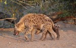 Spotted hyena with o