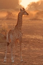 Young giraffe at sun