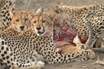 Cheetah kill, Mashat