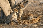 Female cheetah with 