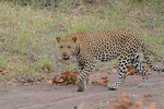 Male leopard on his 