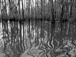 Louisiana swamp, USA