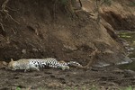 A leopard discovered