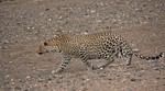 A stalking leopard, 
