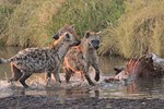 Hyenas with an eland