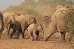 Running elephants, N