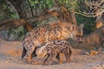 Hyena cub is still d