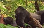 Silverback gorilla a