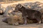 Hyena pup, Mashatu G